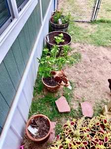 Backyard Chicken Coop