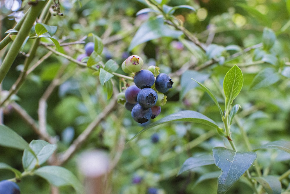 blue berries in tilt shift lens