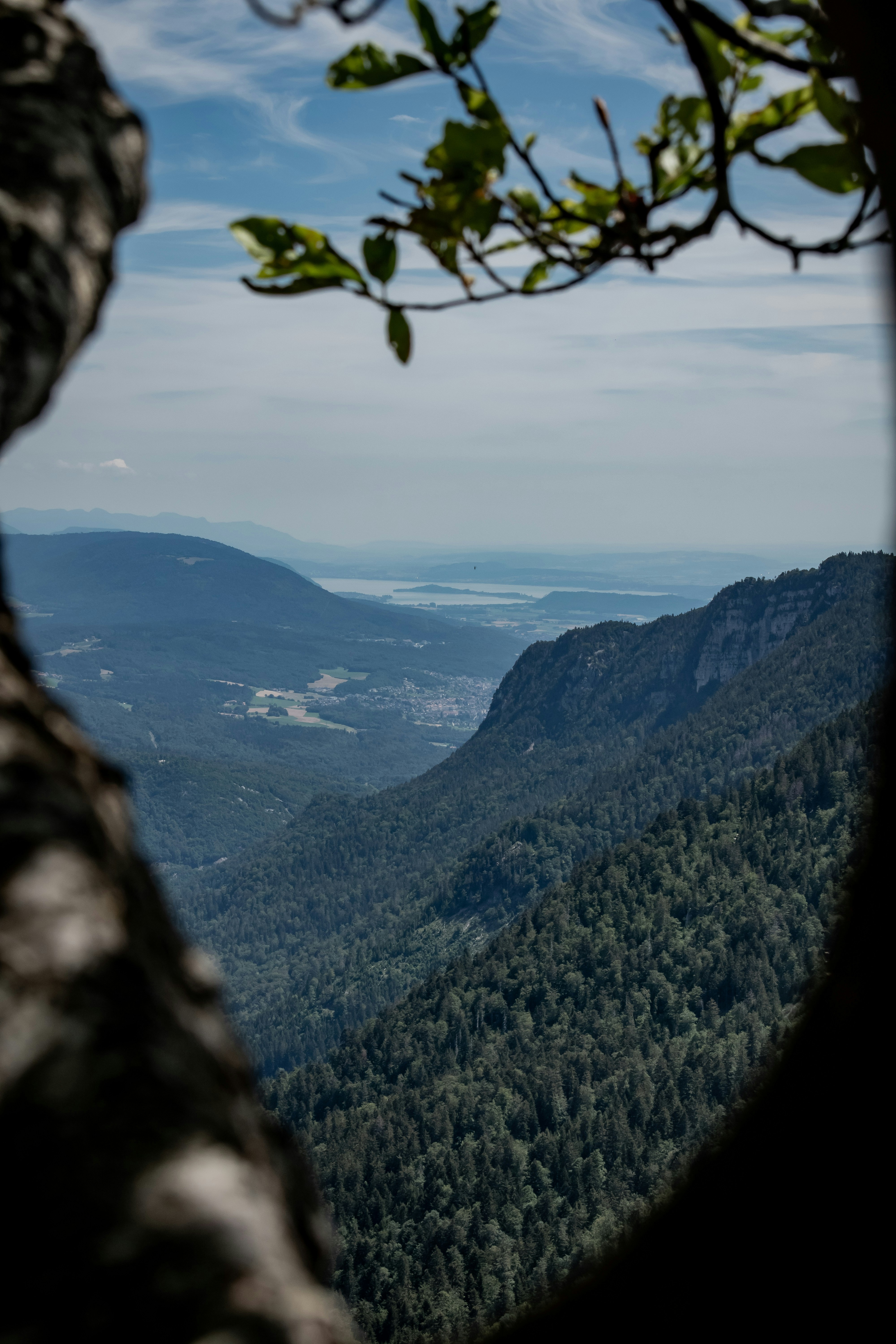 árvores verdes na montanha durante o dia