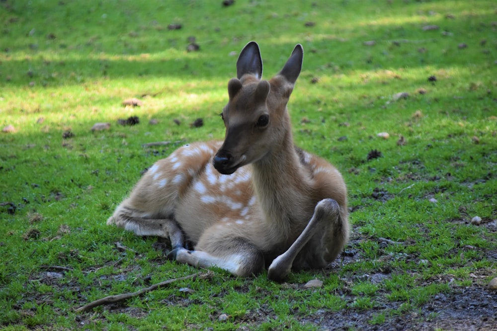 brown deer lying on green grass during daytime