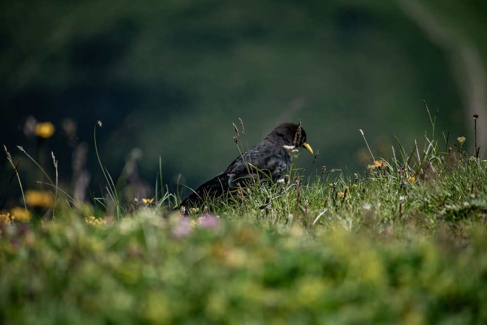 black bird on green grass during daytime