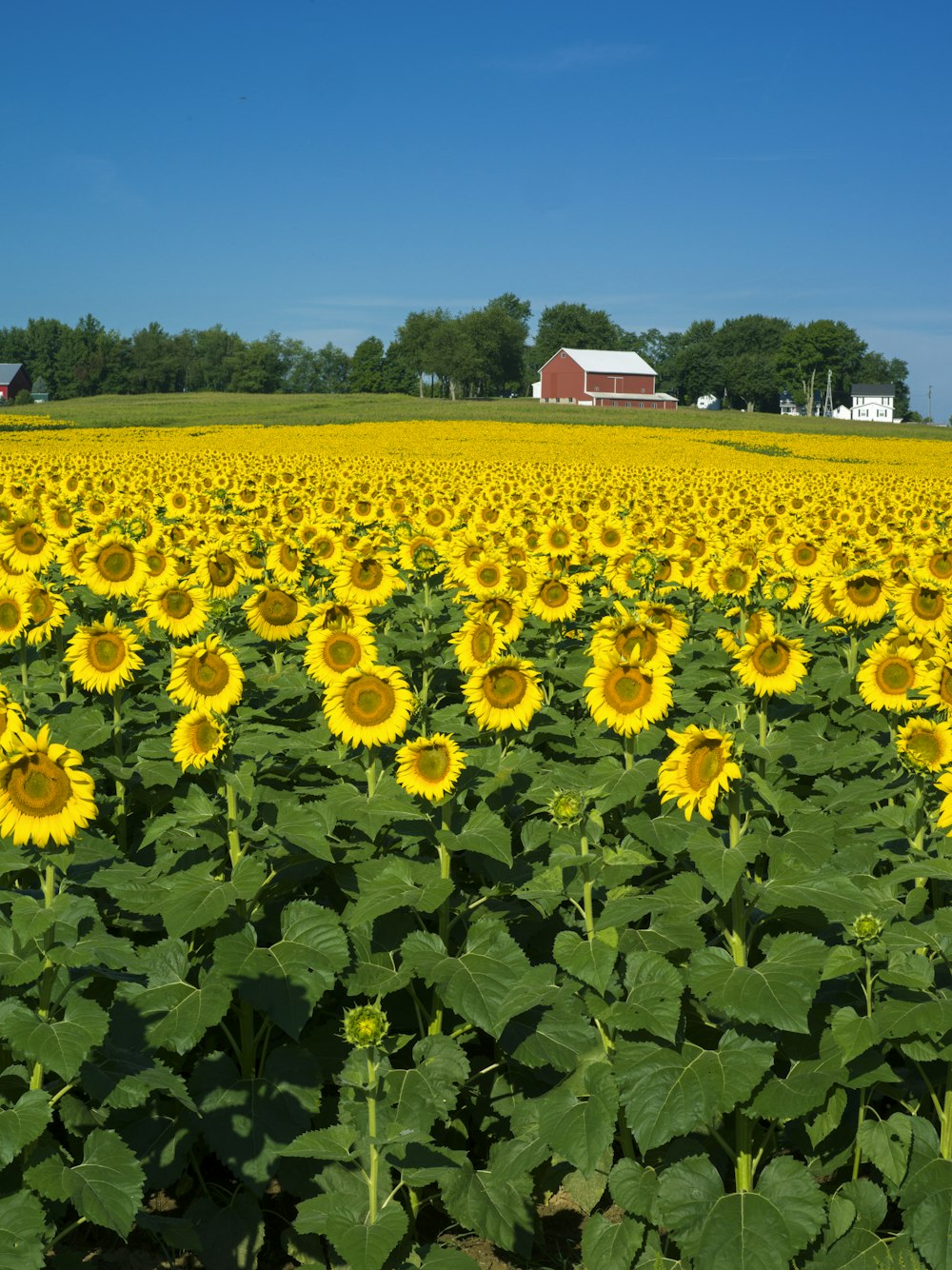 yellow flower field during daytime