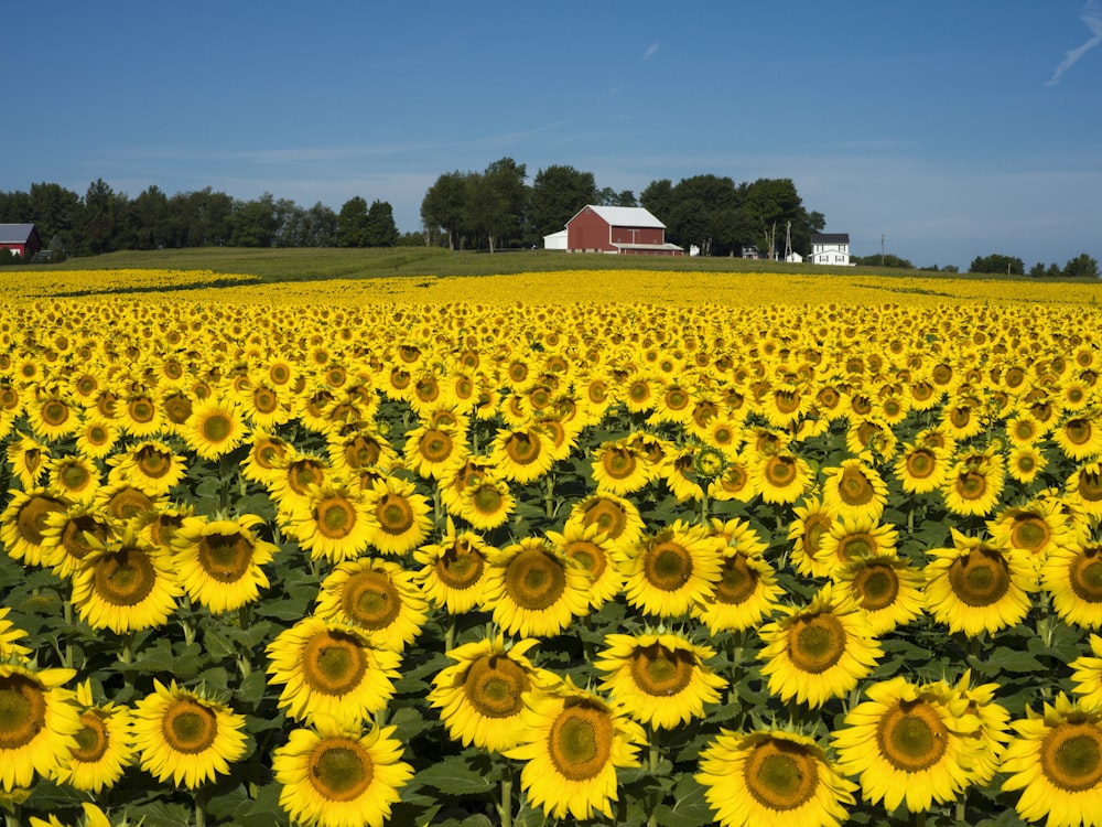 yellow sunflower field under blue sky during daytime