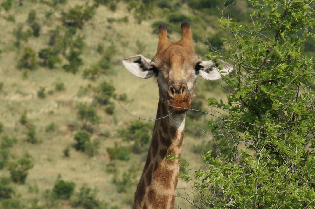 travelers stories about Wildlife in Pilanesberg National Park, South Africa