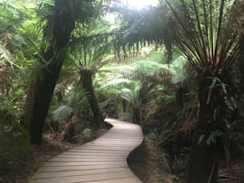 A wooden boardwalk meanders through a lush, dense forest filled with tall ferns and greenery. The pathway is surrounded by towering, arching trees that create a canopy overhead, filtering light onto the trail.