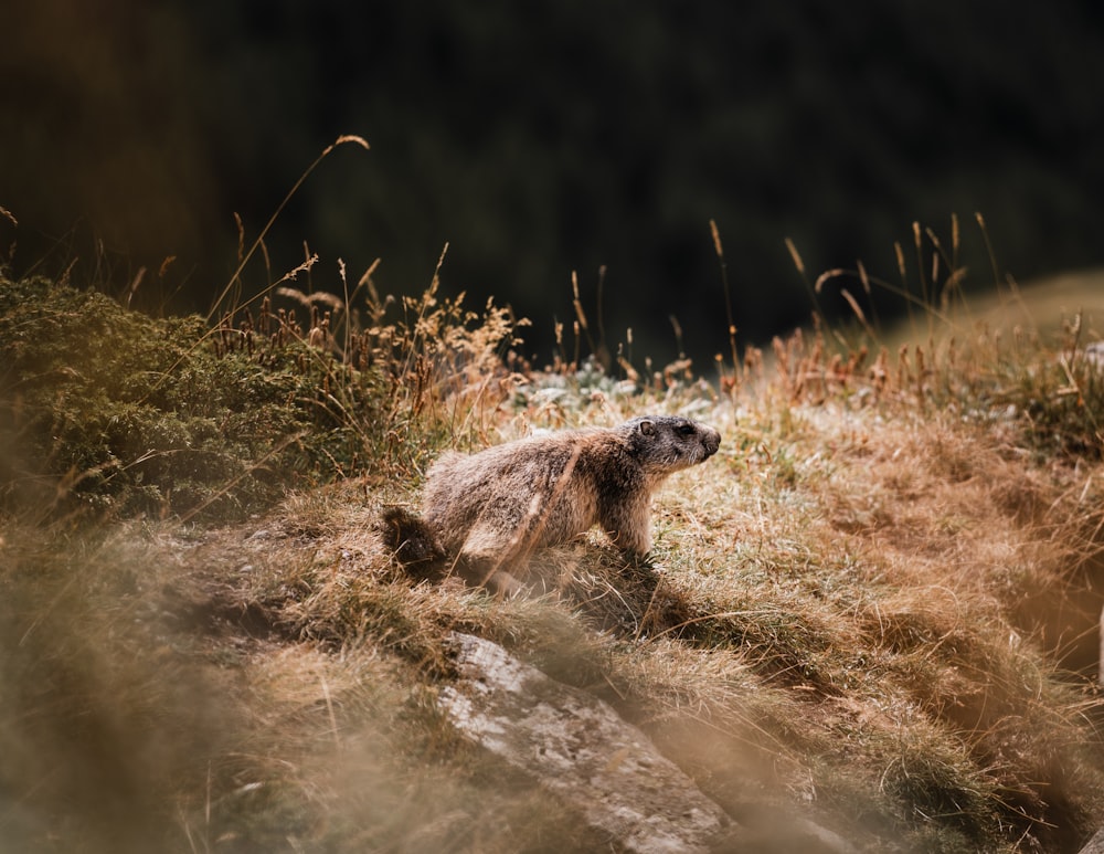 brown and black animal on green grass during daytime