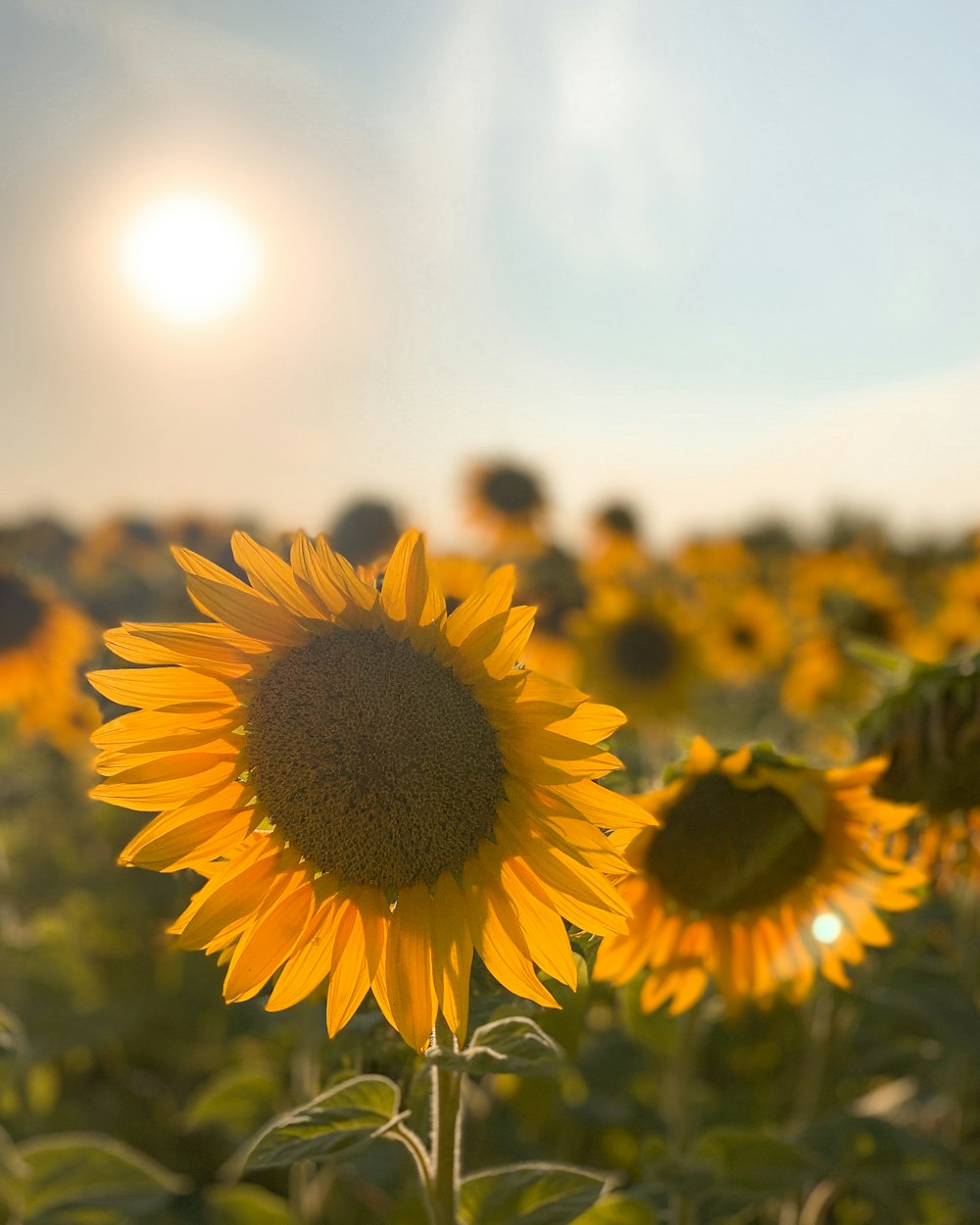 Foto zum Thema Sonnenblumenfeld unter sonnigem Himmel