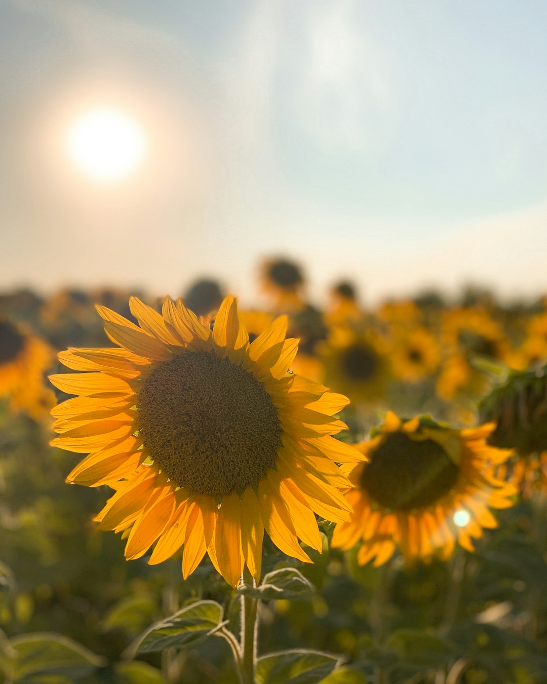 sunflower field under sunny sky