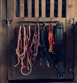 A lineup of colorful leashes and harnesses hanging neatly against a rustic wooden wall.