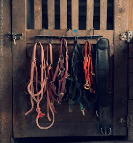 Close-up of high-quality horse bridles hanging neatly in a stable
