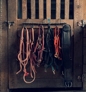 A collection of horse tack, including bridles and ropes, hangs neatly from hooks on a wooden wall. Each item varies in color and texture, with some made of leather and others of rope.