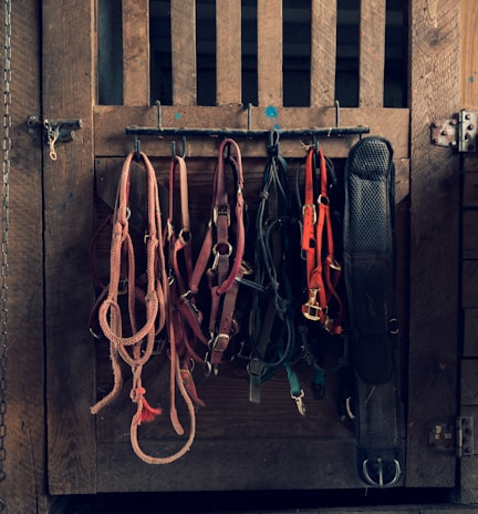 A collection of horse tack, including bridles and ropes, hangs neatly from hooks on a wooden wall. Each item varies in color and texture, with some made of leather and others of rope.