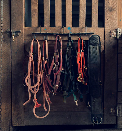 A variety of colorful horse halters hanging neatly on a rustic wooden wall.
