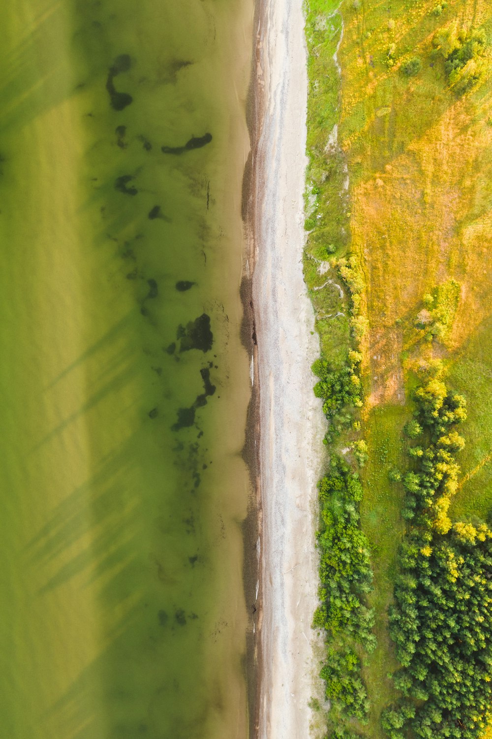 green grass field near body of water during daytime