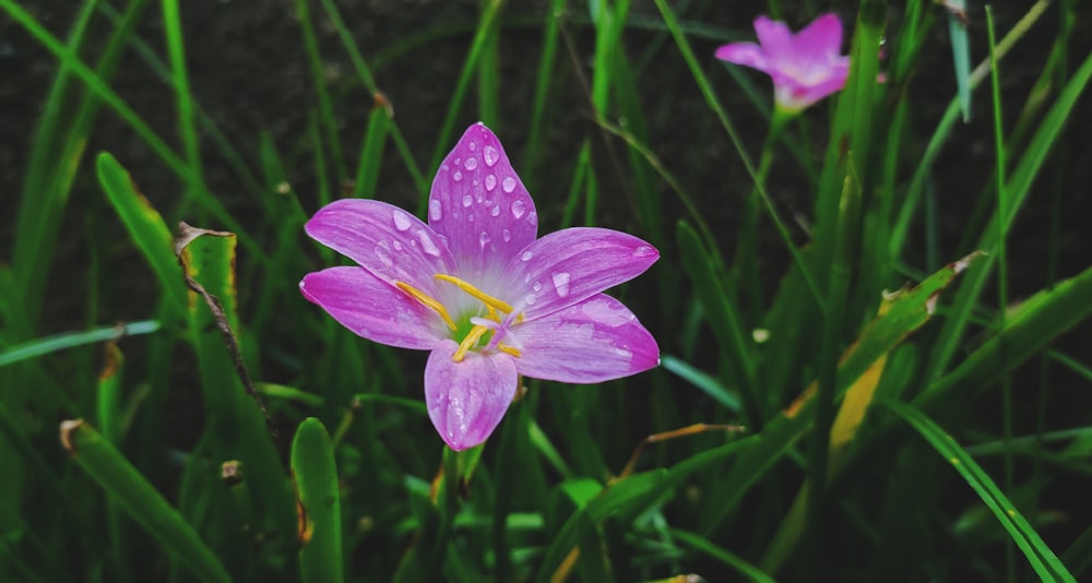 purple flower in tilt shift lens