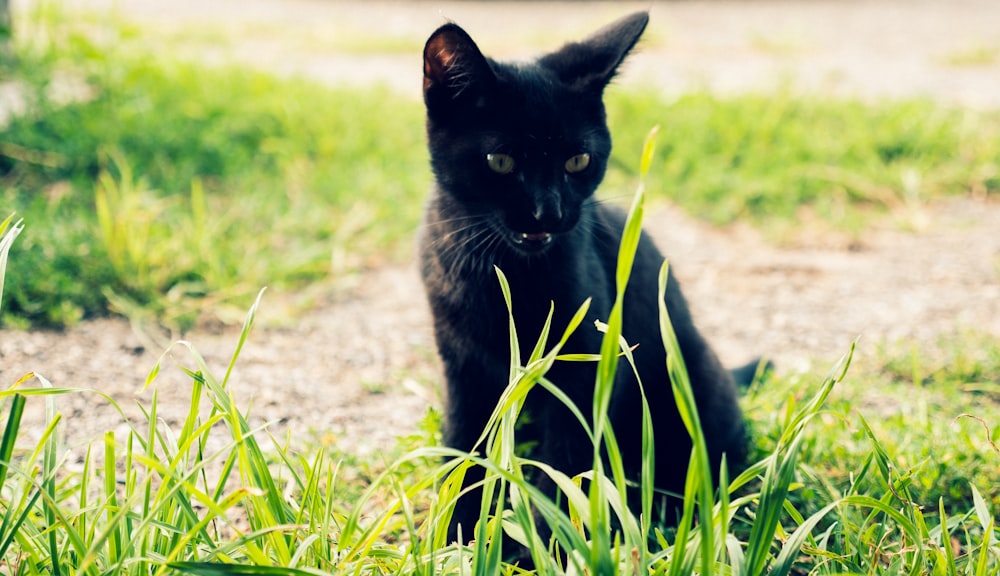 black cat on green grass during daytime