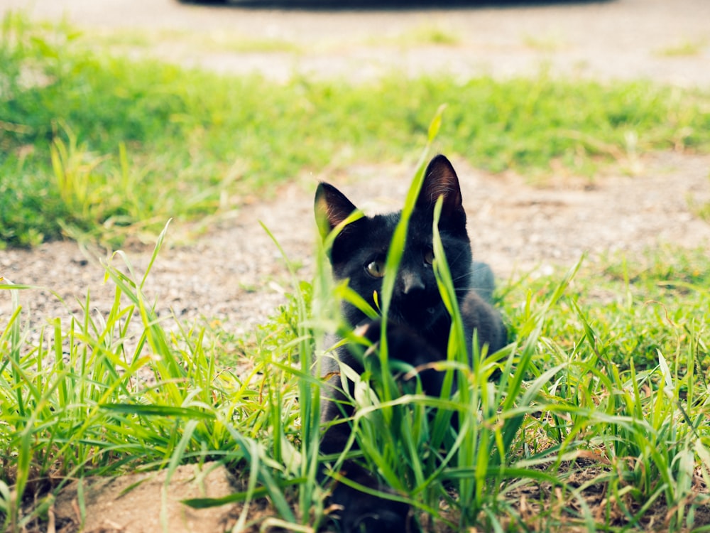 black and white cat on green grass field during daytime