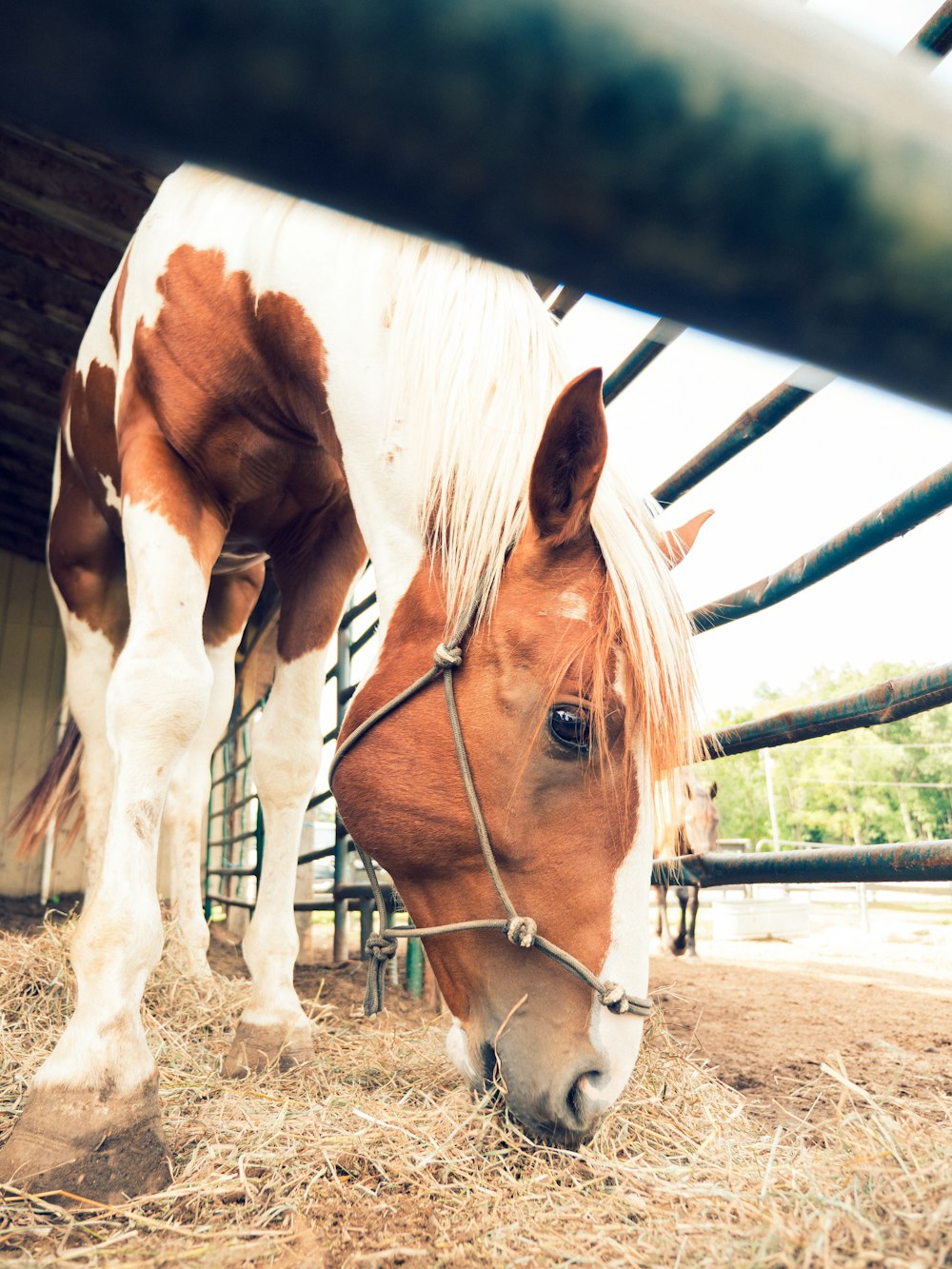 cavalo marrom e branco comendo grama durante o dia