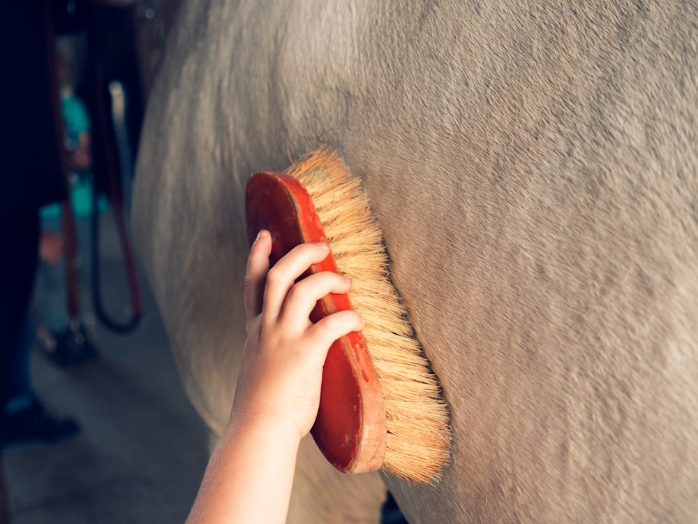 horse brushes, horse grooming, horse care