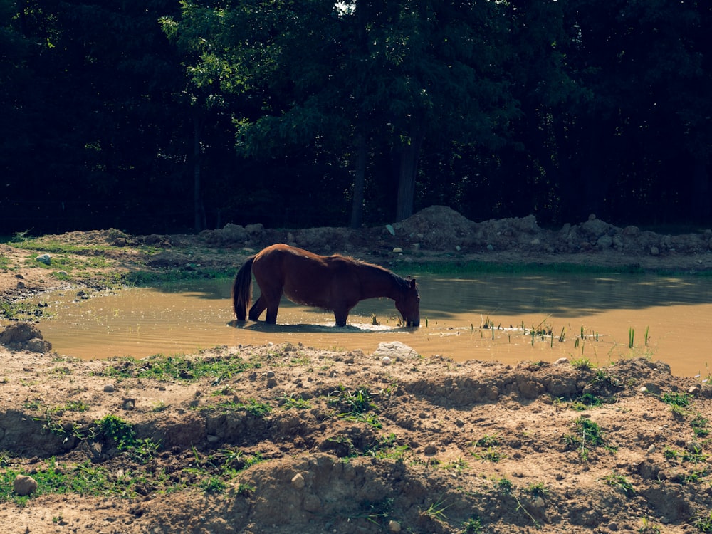 brown horse on brown sand during daytime