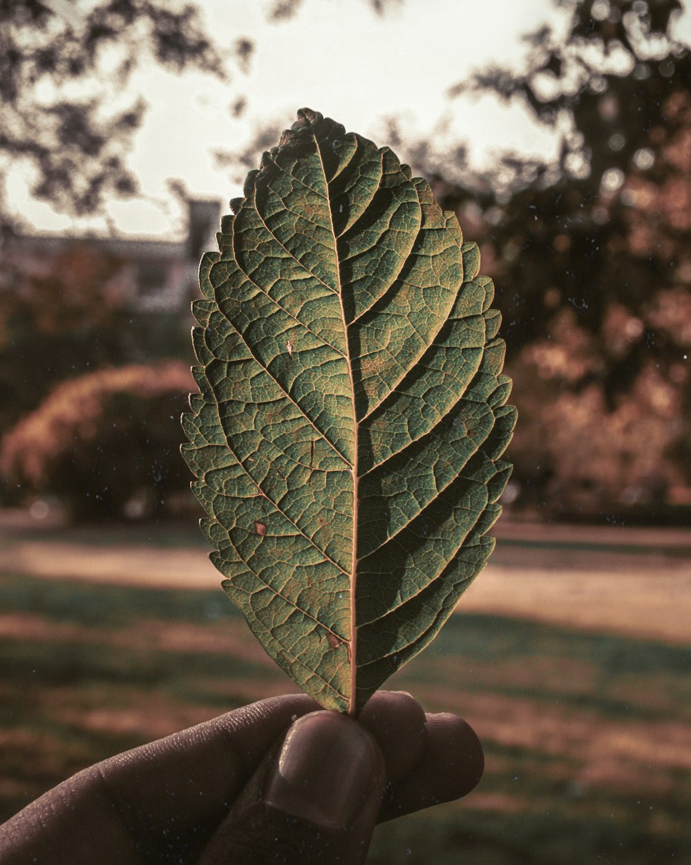 green leaf in tilt shift lens