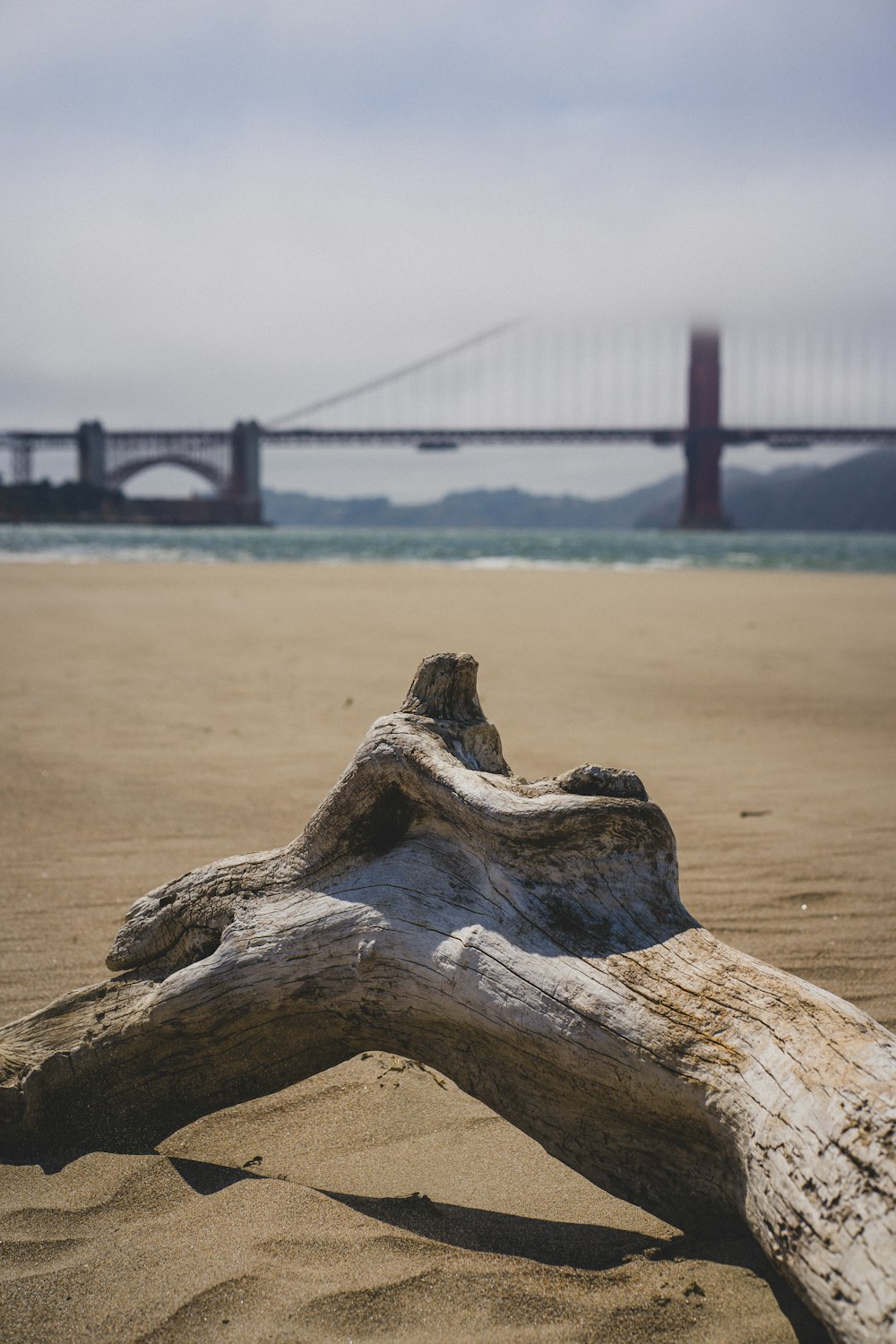 brown wood log on brown sand near bridge during daytime