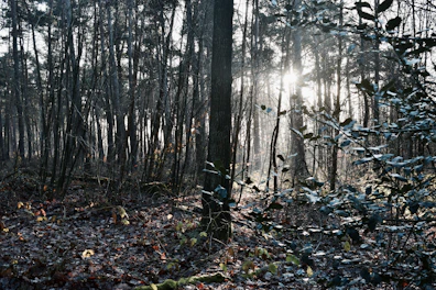 A serene forest scene with sunlight filtering through tall trees, evoking the essence of musky forest.