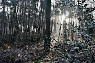 A serene forest scene with sunlight filtering through tall trees, evoking the essence of musky forest.