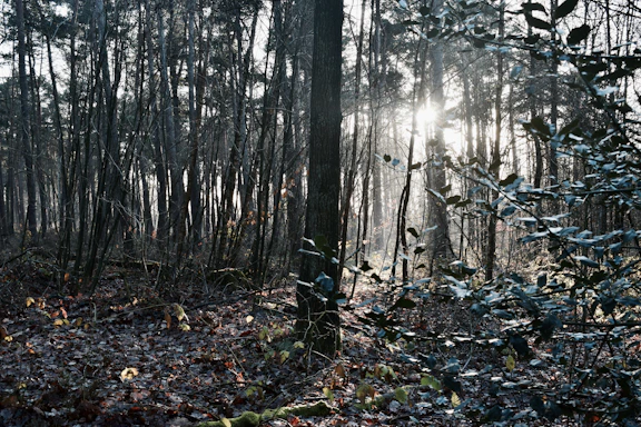 A serene forest clearing bathed in soft golden sunlight, with ancient trees and leafy undergrowth.