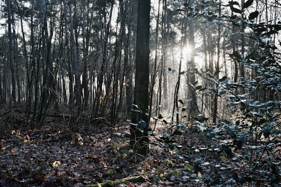 A serene scene of a sunlit forest floor with soft moss and scattered dried herbs, evoking calm and natural healing.
