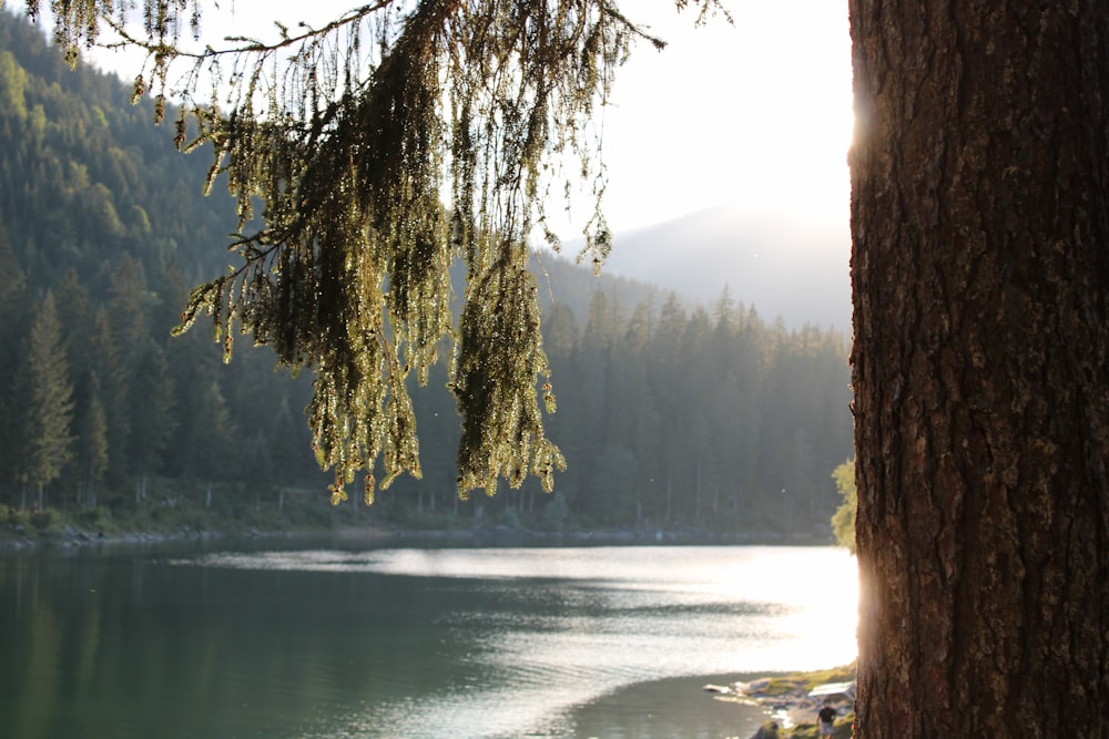 brown tree trunk near body of water during daytime