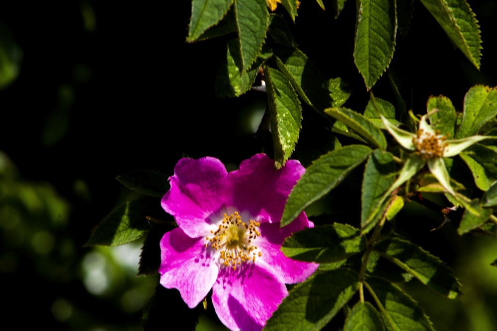 pink flower with green leaves