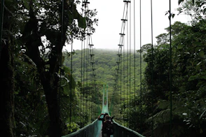 people walking on hanging bridge