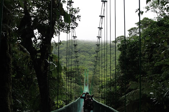 people walking on hanging bridge in Puntarenas Province Costa Rica