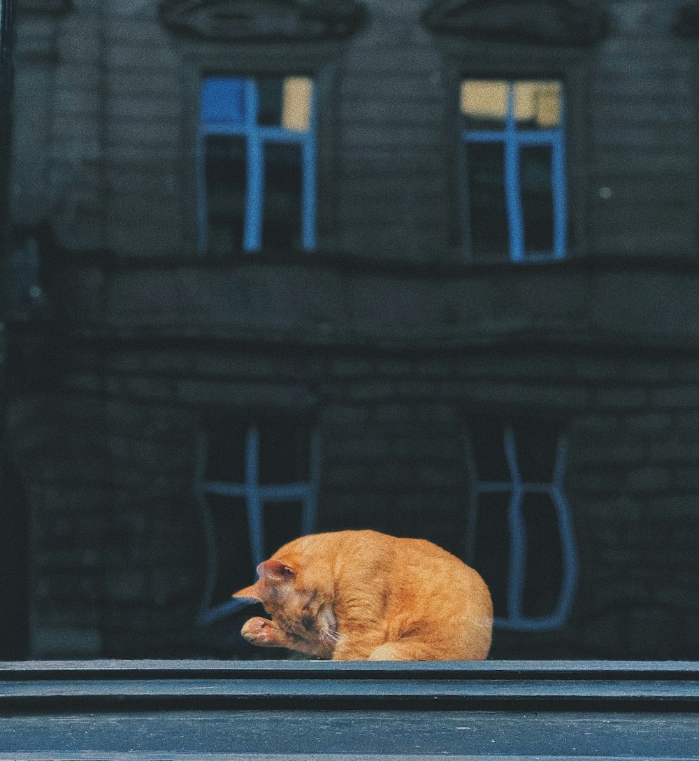 brown short coated medium sized dog lying on brown wooden window