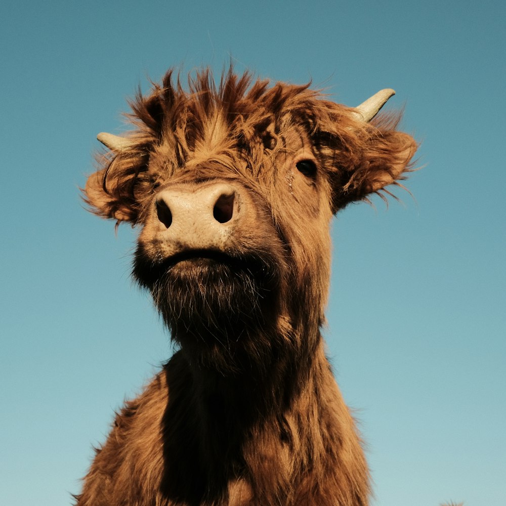 brown cow under blue sky during daytime