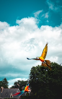 Two brightly colored macaws glide through a vibrant sky with fluffy clouds. The birds' vivid red, blue, and yellow feathers stand out against the natural backdrop. Below, lush green trees and the rooftops of a building can be seen.