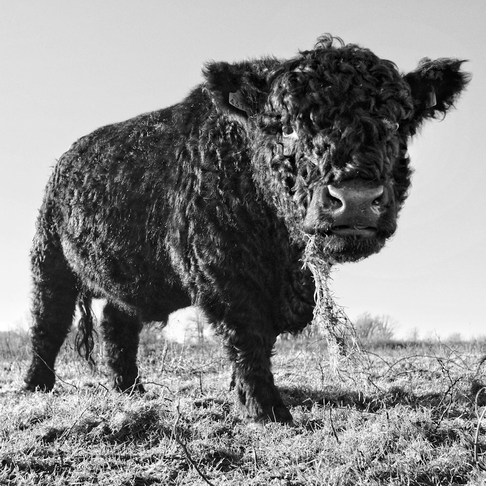 grayscale photo of a yak on a field