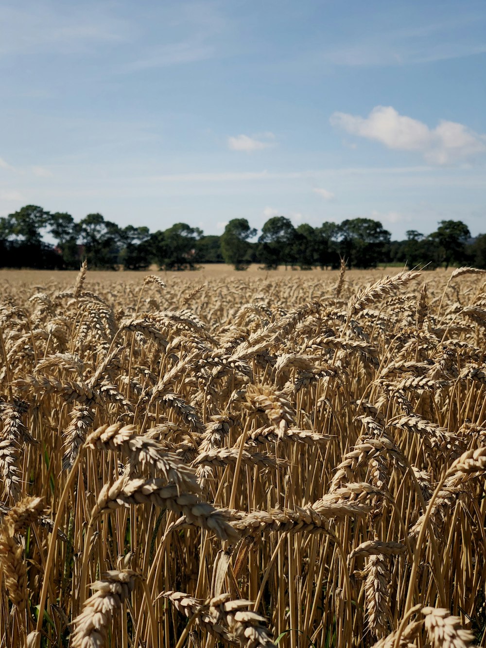 brown wheat field during daytime