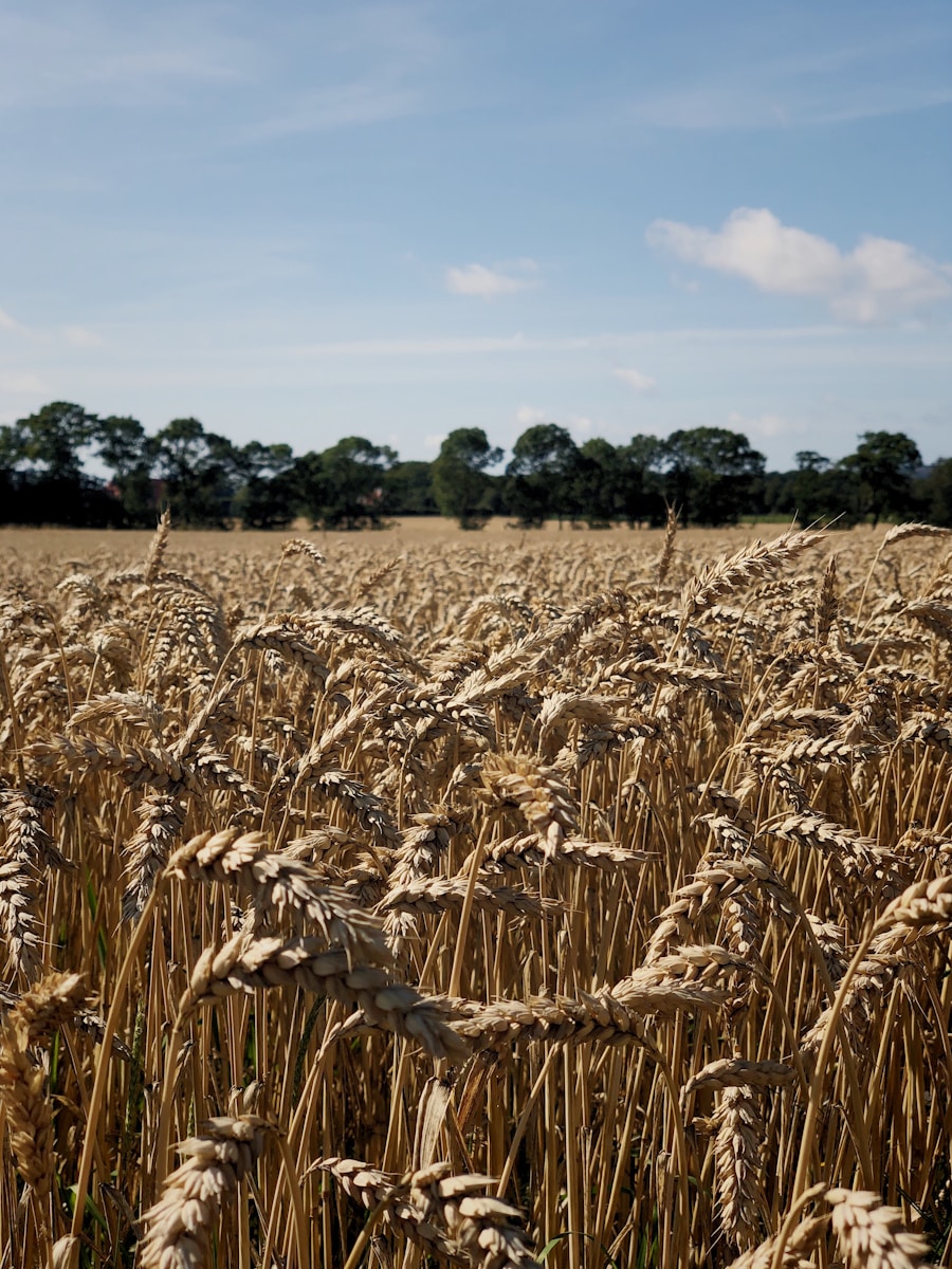 Barley fields under regenerative practices: soil cover, crop diversity, and biodiversity.