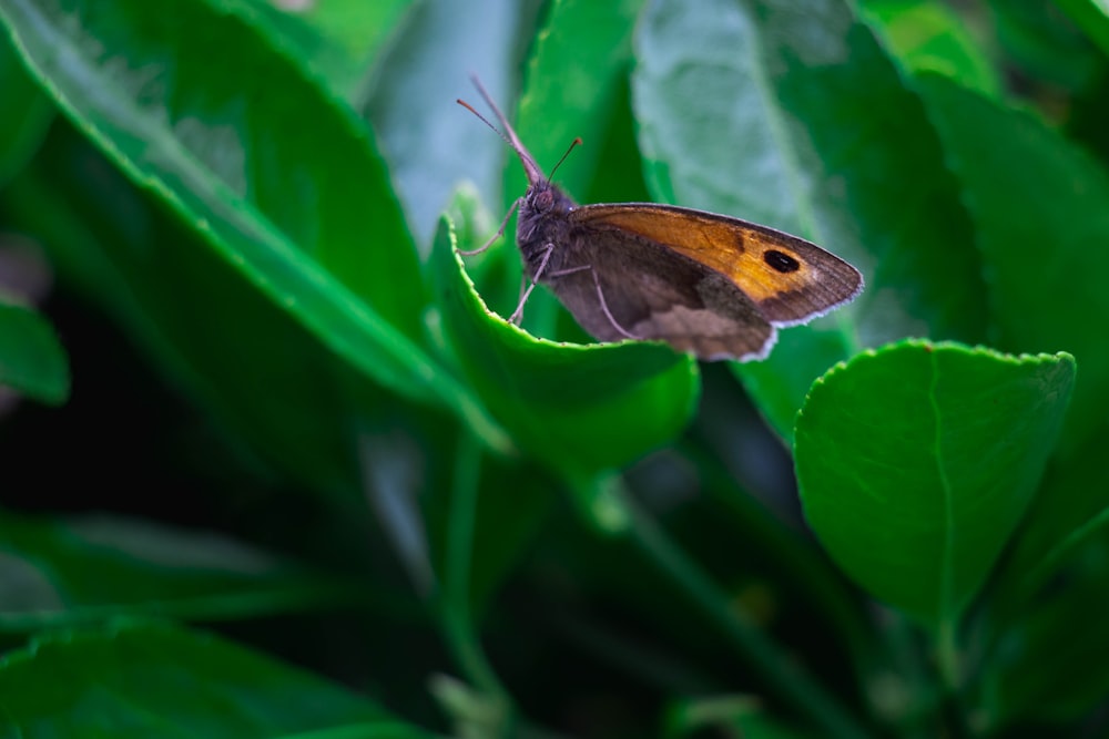 brown butterfly perched on green leaf in close up photography during daytime