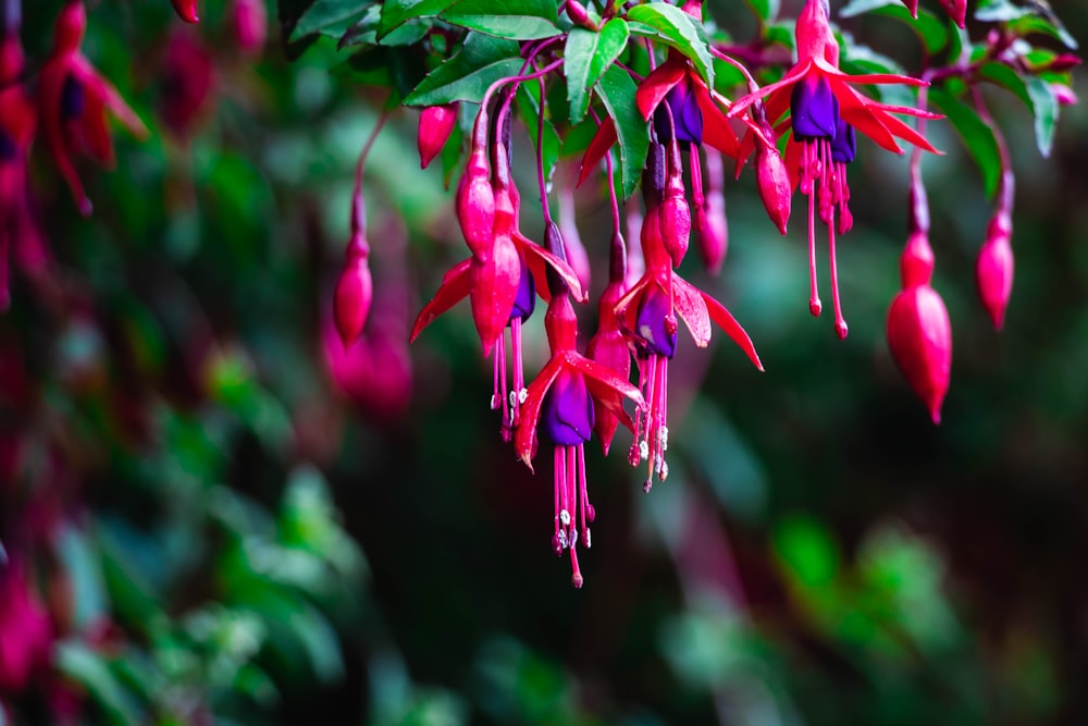 pink and green flower in tilt shift lens