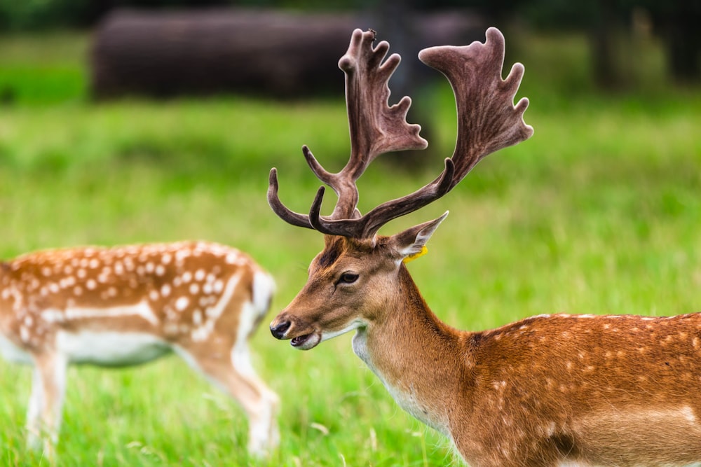 brown and white deer on green grass during daytime