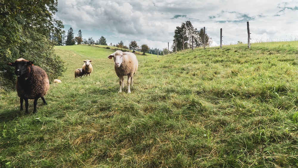 herd of sheep on green grass field during daytime