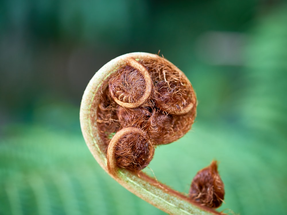 brown round fruit on green leaf