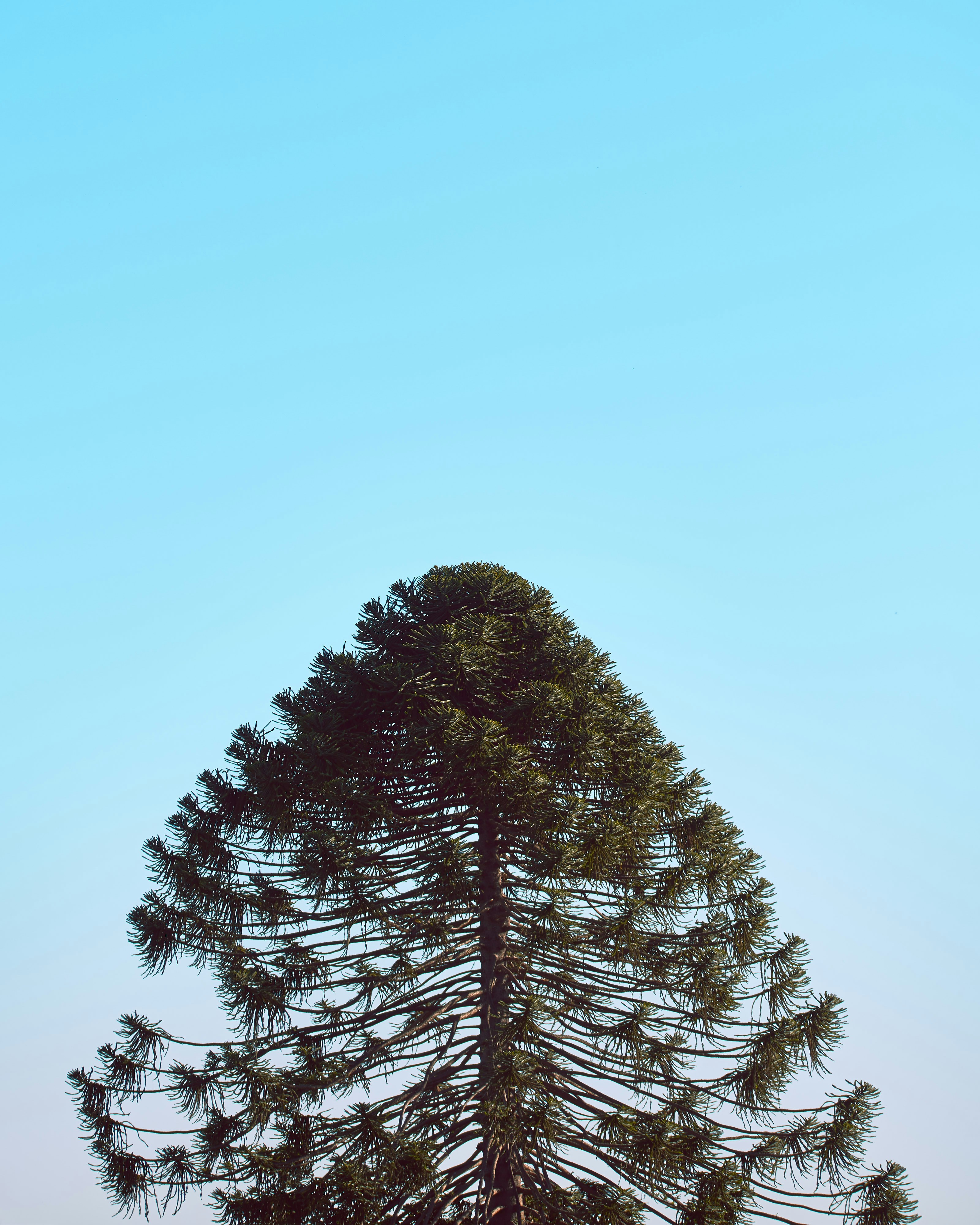 green tree under blue sky during daytime