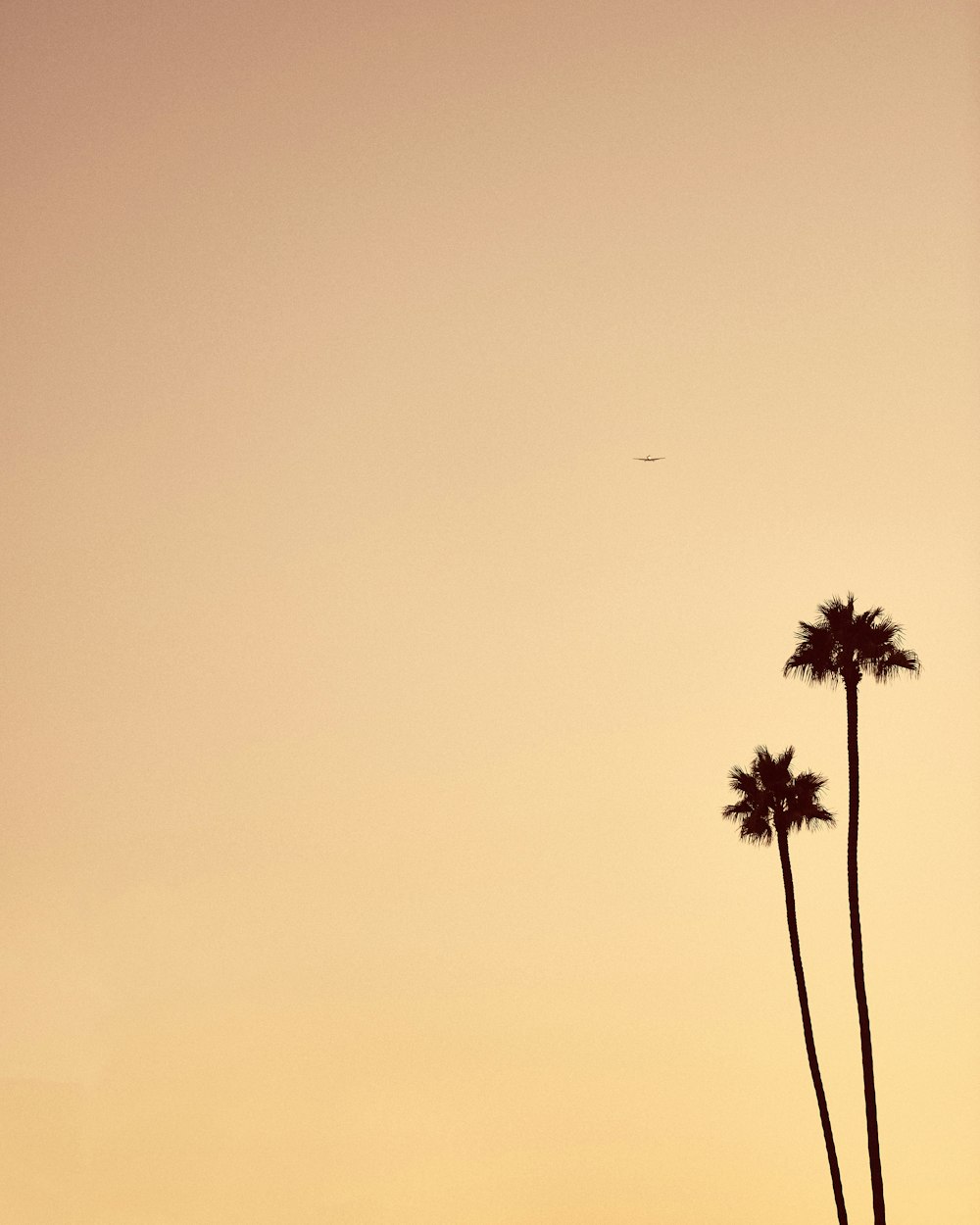 silhouette of palm tree during daytime