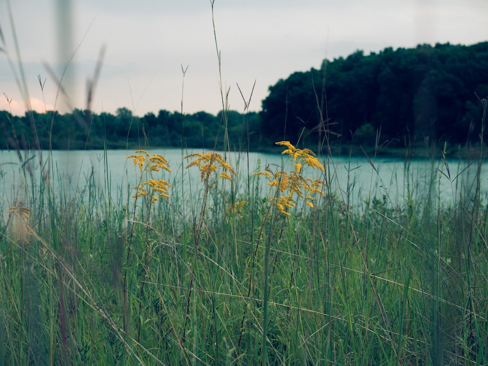 green grass near lake during daytime