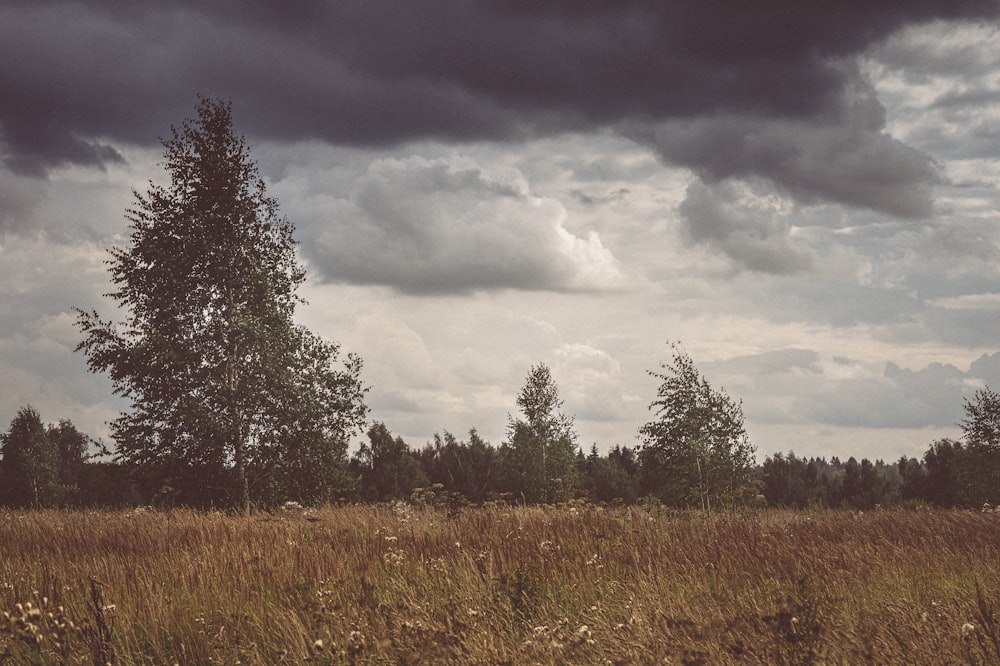 green trees under gray clouds