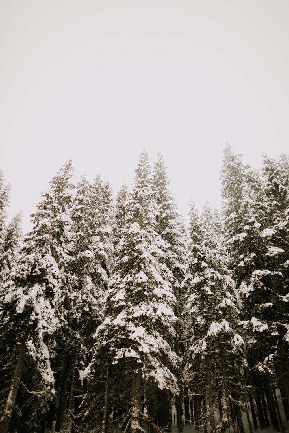 grayscale photo of pine trees